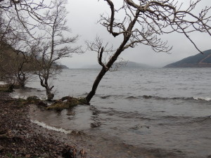 My Falcon's Eye stone is in the water under that tree. 