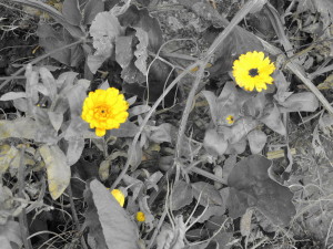 Flowers in the grass at the cemetery at Roslyn Chapel, Midlothian