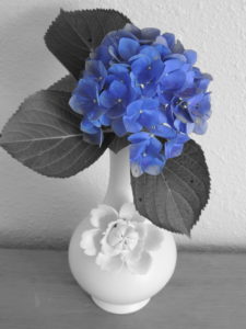 Blue hydrangea picked just for me because I love blue 