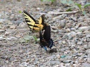 These 2 butterflies were just sitting next to the tracks and were very obliging of me taking a pile of photos