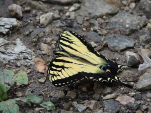 These were not small butterflies. Just WOW! 