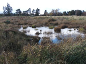 The moor is swampy as hell and knee deep in heather. 